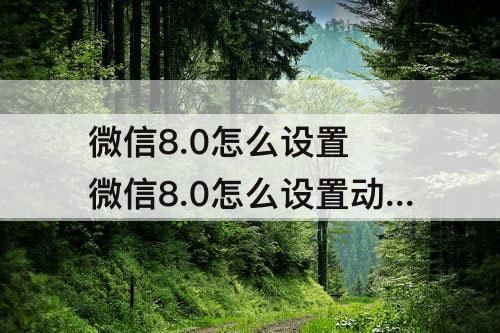 微信8.0怎么设置 微信8.0怎么设置动态背景图